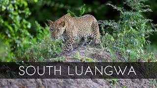 South Luangwa National Park  Zambia [upl. by Bobina]