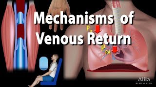 Mechanisms of Venous Return Animation [upl. by Euh]