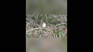 Daurian Shrike Bempton RSPB 6th October 2024 [upl. by Abdul97]