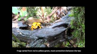 Mantella milotympanum in the field near Fierenana Madagascar [upl. by Anirroc]