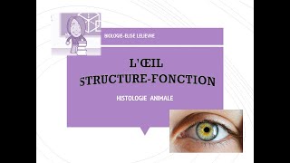 L’œil  StructureFonctionHistologie [upl. by Ayiram]