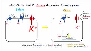 Electrophysiology Part 2  Affecting the Resting Membrane Potential [upl. by Eseret]