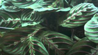 Prayer plant time lapse [upl. by Archibald307]