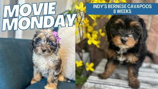 Indys Bernese Cavapoos 8 weeks [upl. by Notsnhoj]