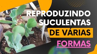 Como reproduzir SUCULENTAS de várias formas [upl. by Bird]