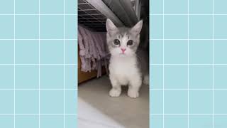 Kore Nani Neko  Tiktok Cat Video  これの何？これの何？猫 [upl. by Maynord212]