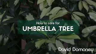 How to care for Schefflera arboricola Umbrella tree [upl. by Jp]