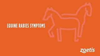 Equine Rabies Symptoms [upl. by Inalem]