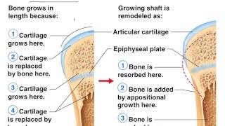 Bone formation healing remodeling [upl. by Streetman]