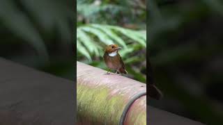 Rufousbrowed Flycatcher Call  Bird Sounds in the Forest birdsounds [upl. by Reinert389]