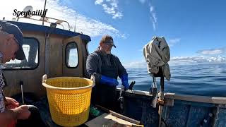 Hopeman sea fishing trip Basking shark cruising past [upl. by Kania930]