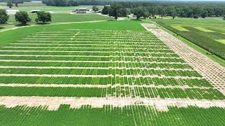 Midville GA  July 15 2024  Peanut Plots 7 [upl. by Inilam]