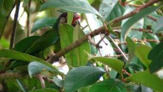 Azuero Parakeet Pyrrhura eisenmanni [upl. by Ecurb204]