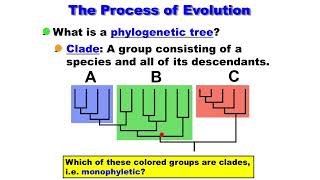 Macroevolution  Phylogenetic Tree  Clade  Monophyletic  Paraphyletic  Polyphyletic [upl. by Rawdan]