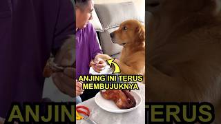 Kisah Anjing Ini Mengejutkan Semua Orang [upl. by Vida532]