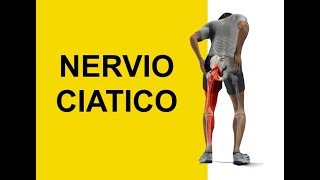 Nervio Ciatico y Dermatomas Sintomas de Entumecimiento y Hormigueo Ciatica [upl. by Zebulen]