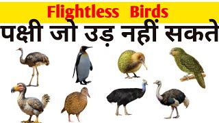 Flightless Birds Name। Flightless Birds। ऐसे पक्षी जो उड़ नहीं सकते। [upl. by Nnaesor]