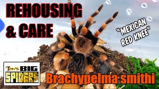 Brachypelma smithi quotMexican Red Kneequot Rehouse and Care [upl. by Terraj808]