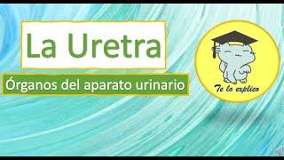 LA URETRA  ÓRGANOS DEL SISTEMA URINARIO [upl. by Rowen]