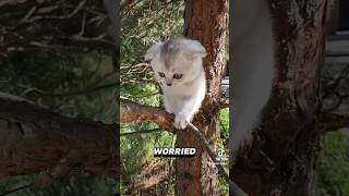 How Cats Survive High Falls 🐱 Defying Gravity PetScience catfacts [upl. by Phionna]