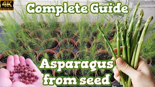 Growing Asparagus Spears  Seed to Harvest [upl. by Artim]