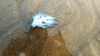 Washed out Glaucus atlanticus blue sea slug along the coast of Vishakapatnam [upl. by Garrity]