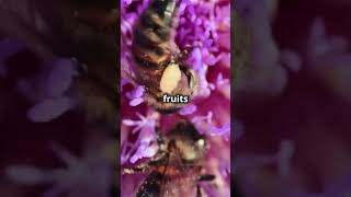 Amazing Facts About the Melipona Bee [upl. by Anyela]