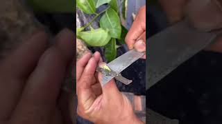 Grafting process🌿agriculture gardening homegarden shortsfeed shortsviral tree garden farming [upl. by Anicnarf]