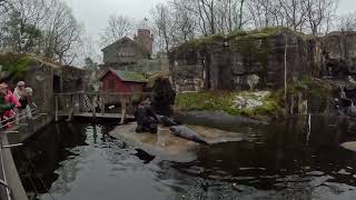 Seal training at Skansen Stockholm [upl. by Arayk]