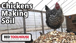 Our Chickens turn TREES into COMPOST [upl. by Stets]