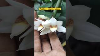 Anggrek mekar dihutan rimba nature ad orchid [upl. by Jonah]