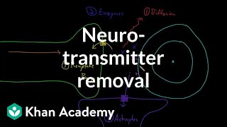 Neurotransmitter removal  Nervous system physiology  NCLEXRN  Khan Academy [upl. by Novrej]