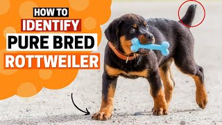 How to identify a Pure bred Rottweiler Puppy [upl. by Carleton454]