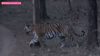 PENCH TIGER RESERVE MADHYA PRADESH Turia gate Pathdev Tigeress Show 30112024 [upl. by Eednyl]