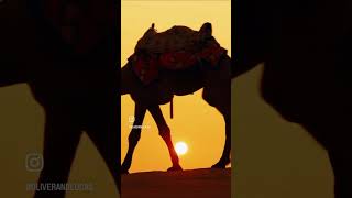 Animal Adventure for Kids Camel Riding in Morocco shorts morocco oliverandlucas [upl. by Essej]