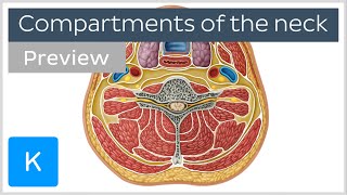 Compartments of the neck preview  Human Anatomy  Kenhub [upl. by Ahsoik]