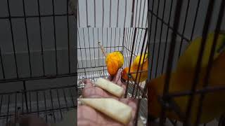 Mango Tango loves fruit petbirds funny sunconurebird birdlovers mango fruit happybird [upl. by Valida276]