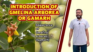 Introduction of Gmelina Arborea or Gambhari Gamarh [upl. by Zondra]