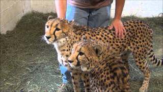 Cheetahs with Luke at Southwicks Zoo in Mendon MA [upl. by Jen]