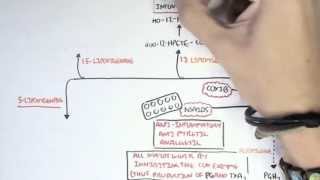 Part II  Aracidonic Acid Metabolites [upl. by Kwei]