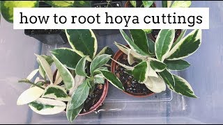 propagating hoya plants from cuttings  simple and easy method [upl. by Landy345]