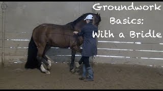 Groundwork Basics  With a bridle [upl. by Erdda]