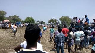 Super quotBULLquot  Nedumaram jallikattu 2017 [upl. by Mikal]