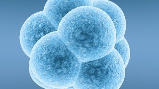 Blastocysts  5 Things IVF Patients Should Know [upl. by Ezequiel]