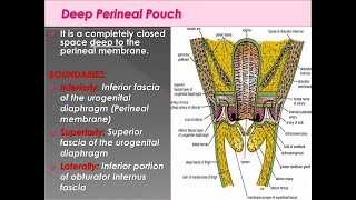 Anatomy of the Deep perineal pouch Space Boundaries and Content [upl. by Anyer]