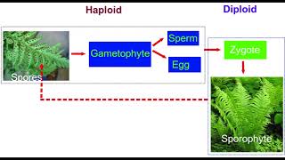 Alternation of Generation in Human and Plants Bryophytes [upl. by Flavia734]