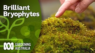 Brilliant Bryophytes  Hornworts Liverworts Mosses  Gardening Australia [upl. by Okkin]