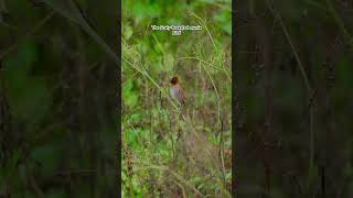 The Scalybreasted munia bird  Scalybreasted munia bird is seating on the tree  bird Photography [upl. by Seugirdor]