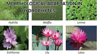 MORPHOLOGICAL ADAPTATION IN STEMS AND LEAVES OF HYDROPHYTES PART  3 [upl. by Ace]