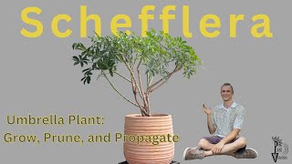 SCHEFFLERA Umbrella Plant  How to Grow Prune amp Propagate [upl. by Nnire]